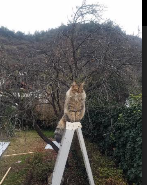 “传奇瞬间:史上最精彩的十场比赛集锦”,十大传奇中单选手