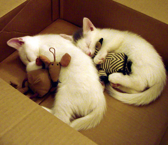 “传奇车队”背后的故事:那些被铭记的辉煌时刻,传奇汽车公司游戏彩蛋