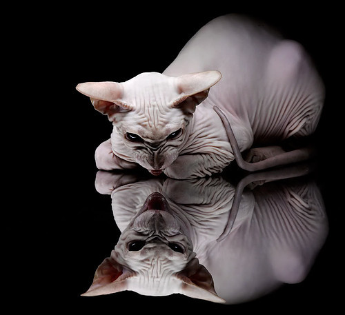 “多场景智能分析:多角度“全景监控”带来胜负新预判”,全景智能监控有什么用