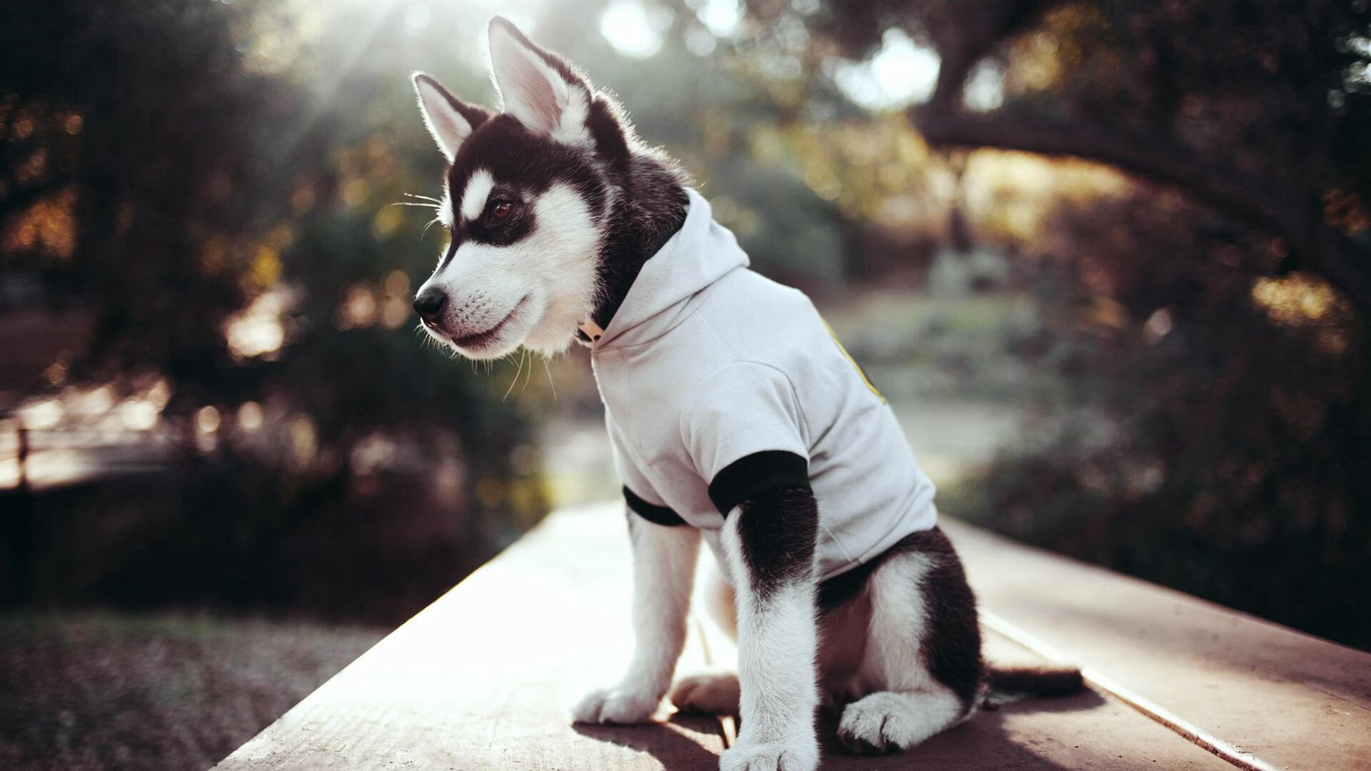 “法甲积分榜持续变动,悬念仍在升温”,法甲积分榜榜