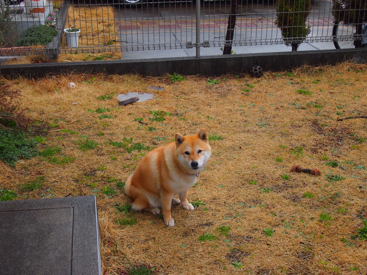 伊朗队荣获“最佳雪地适应奖”，贴吧热门评论