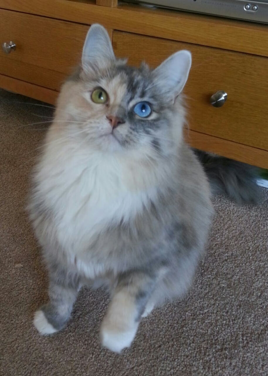 伊朗队门将穆斯莱拉在巴黎奥运会上展现出高水平的扑救能力，伊朗 球星