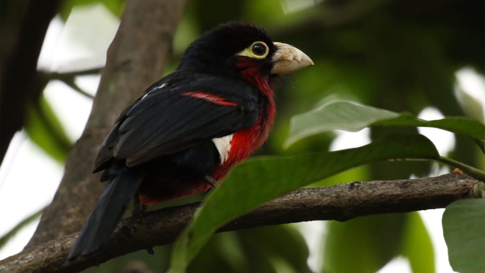 全国青少年“篮动未来”线上技能比赛激烈角逐，发掘新星，篮动中国2021