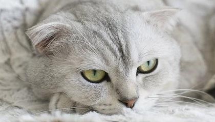 九游游戏中心官网-前国足主帅李铁被判20年，涉多项罪名，李铁出任国足新帅