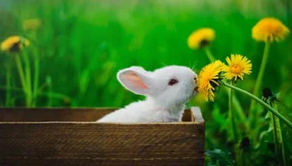 九游娱乐(jiuyou)官网-克罗地亚队在巴黎奥运会手球比赛中表现出色，赢得银牌，克罗地亚 队