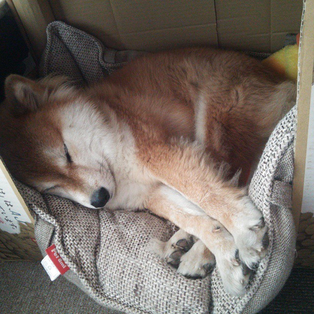 “智能科技在青训中应用,提升少年球员训练效率”,青少年智能科技竞技大赛