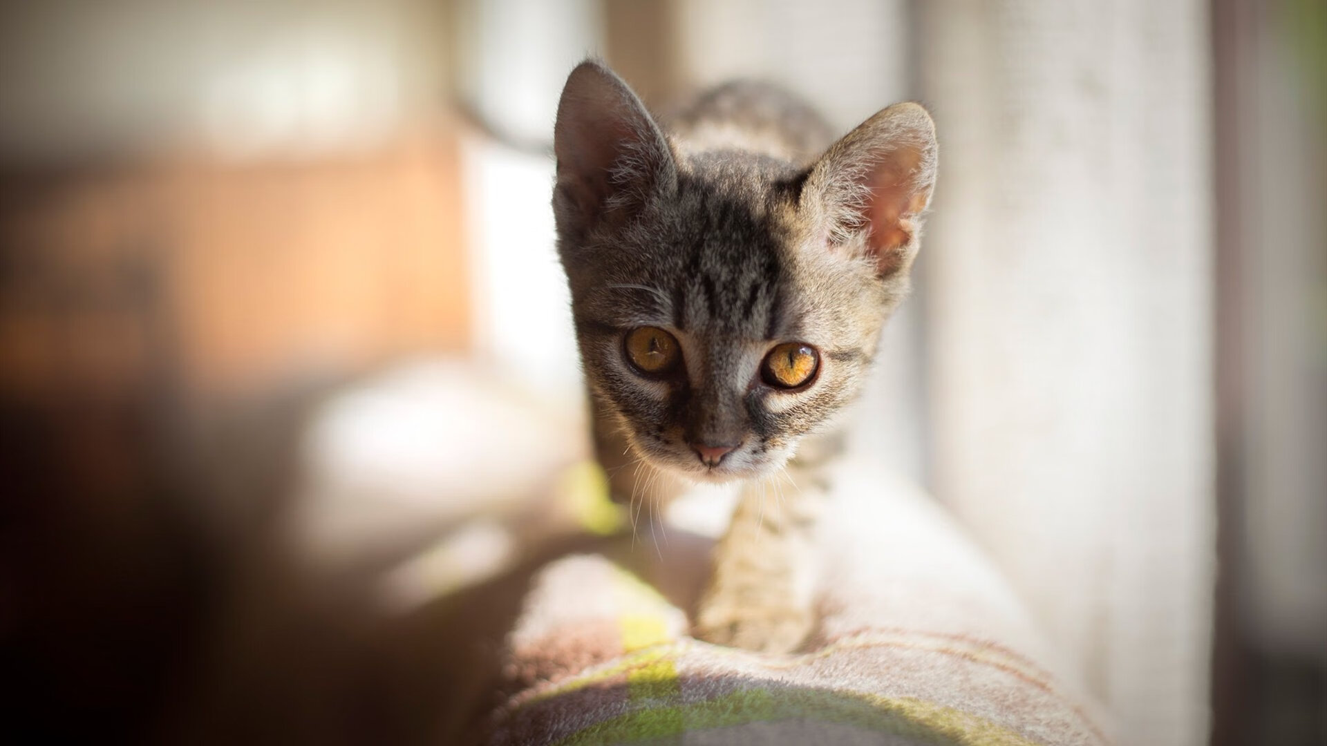 九游娱乐官网 (jiuyou)-“极速投球与秒投战术：科技如何激发投手极限突破？——行业深度解析”