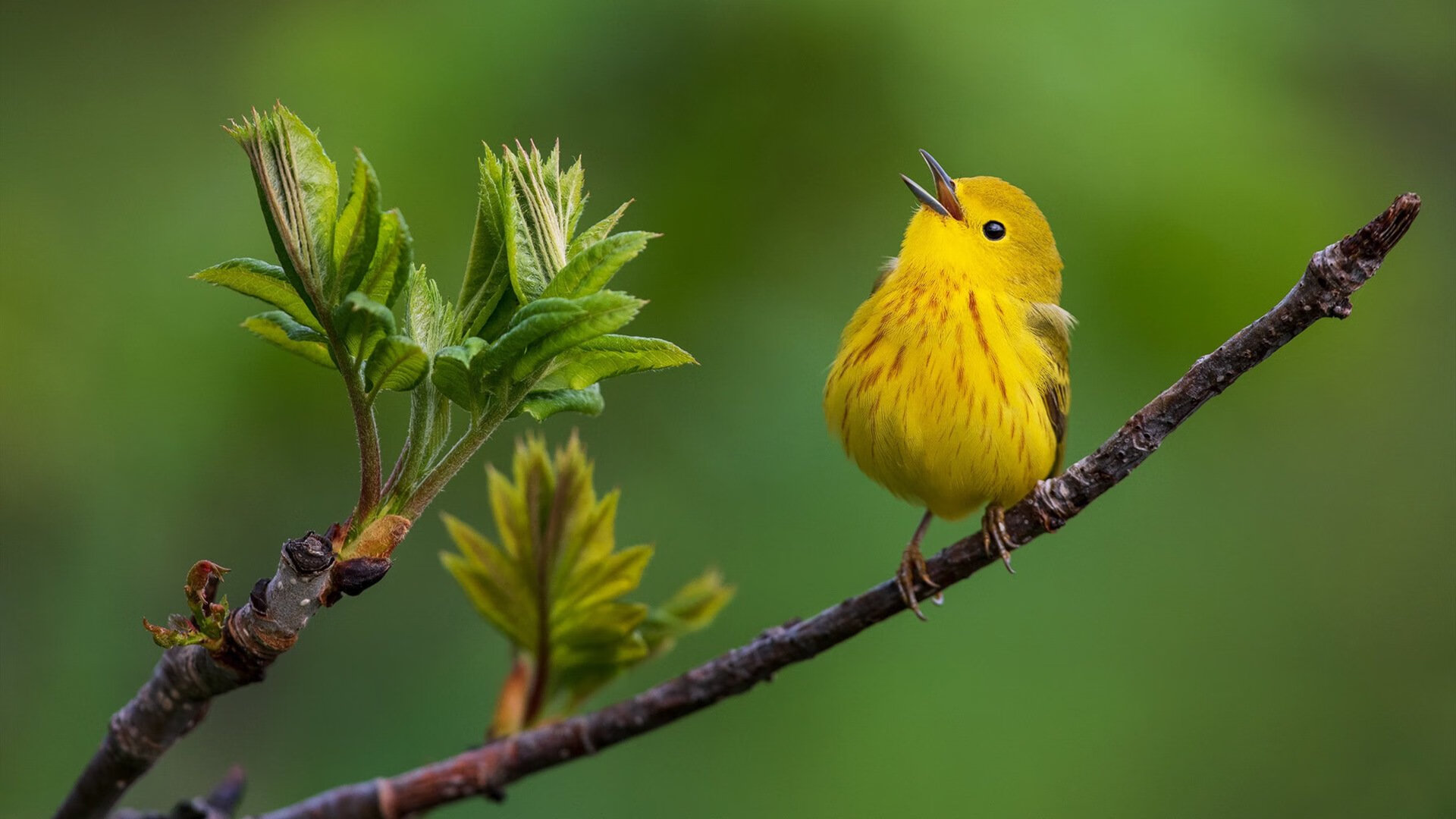 《CS_GO激战欧洲锦标赛，直逼世界最高水平》，csgo欧洲rmr比赛2021