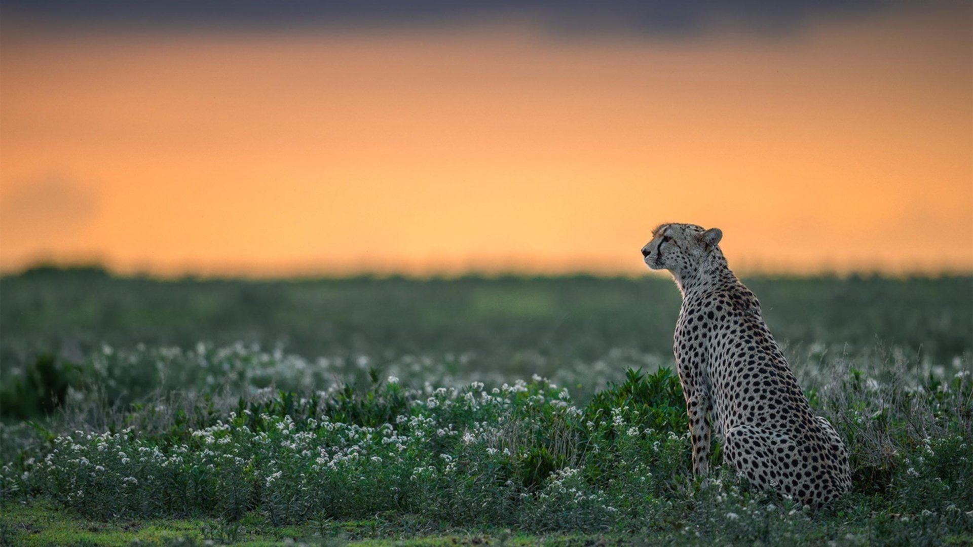 九游9游-【名将故事】奥沙利文：长青秘诀揭秘，奥沙利文长台集锦