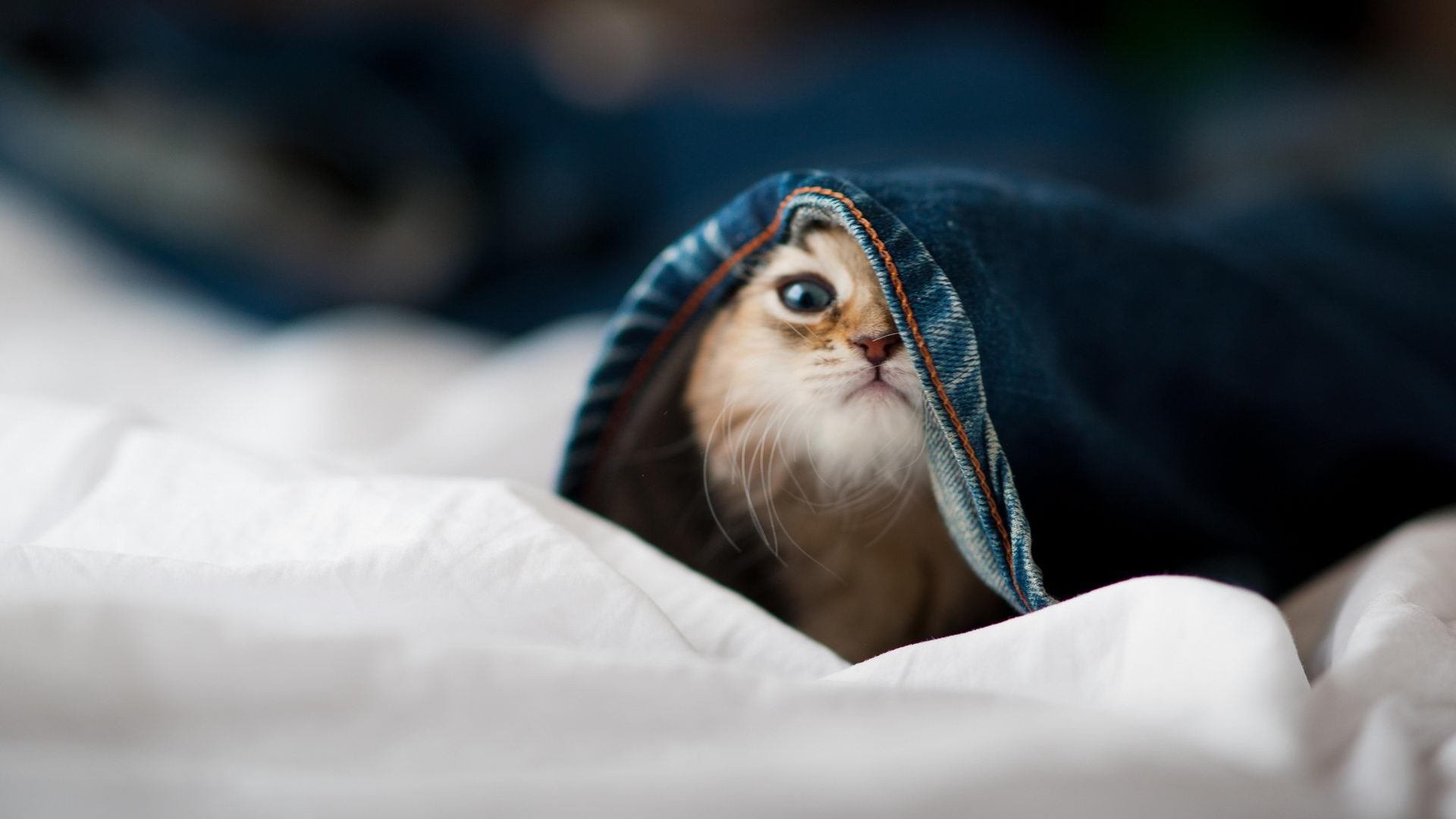 【科技引领】虚拟裁判在比赛中的实际应用,模拟裁判