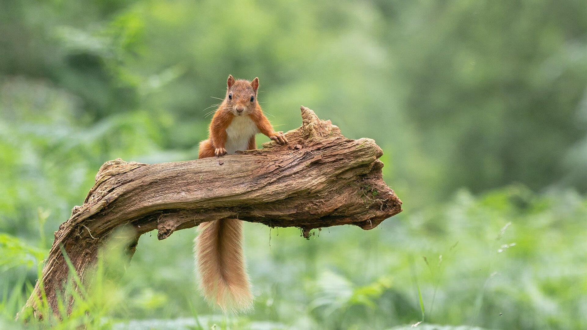 【科技推动“极速”棒球革命】多方面革新让运动更加精彩,棒球kuiper