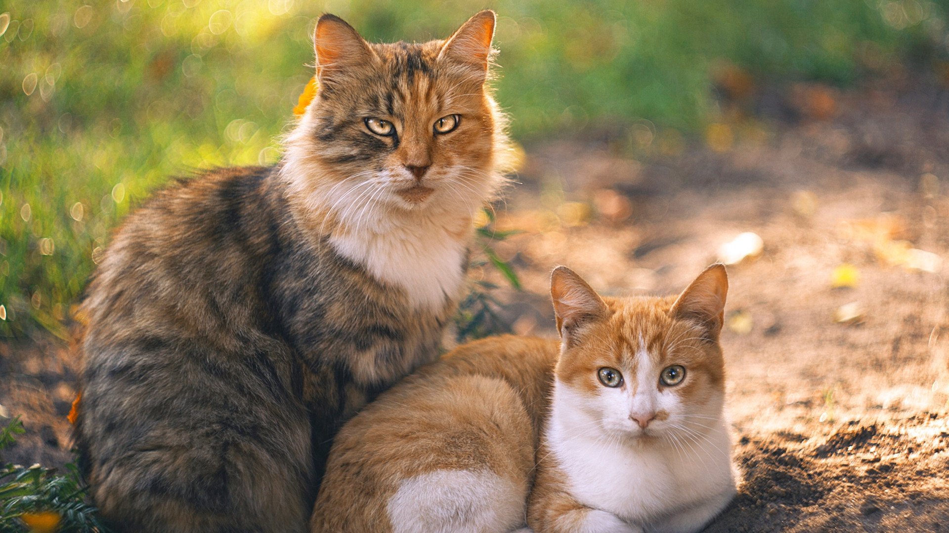 【赛事花絮】奥沙利文的精彩罚分瞬间盘点，奥沙利文打球视频