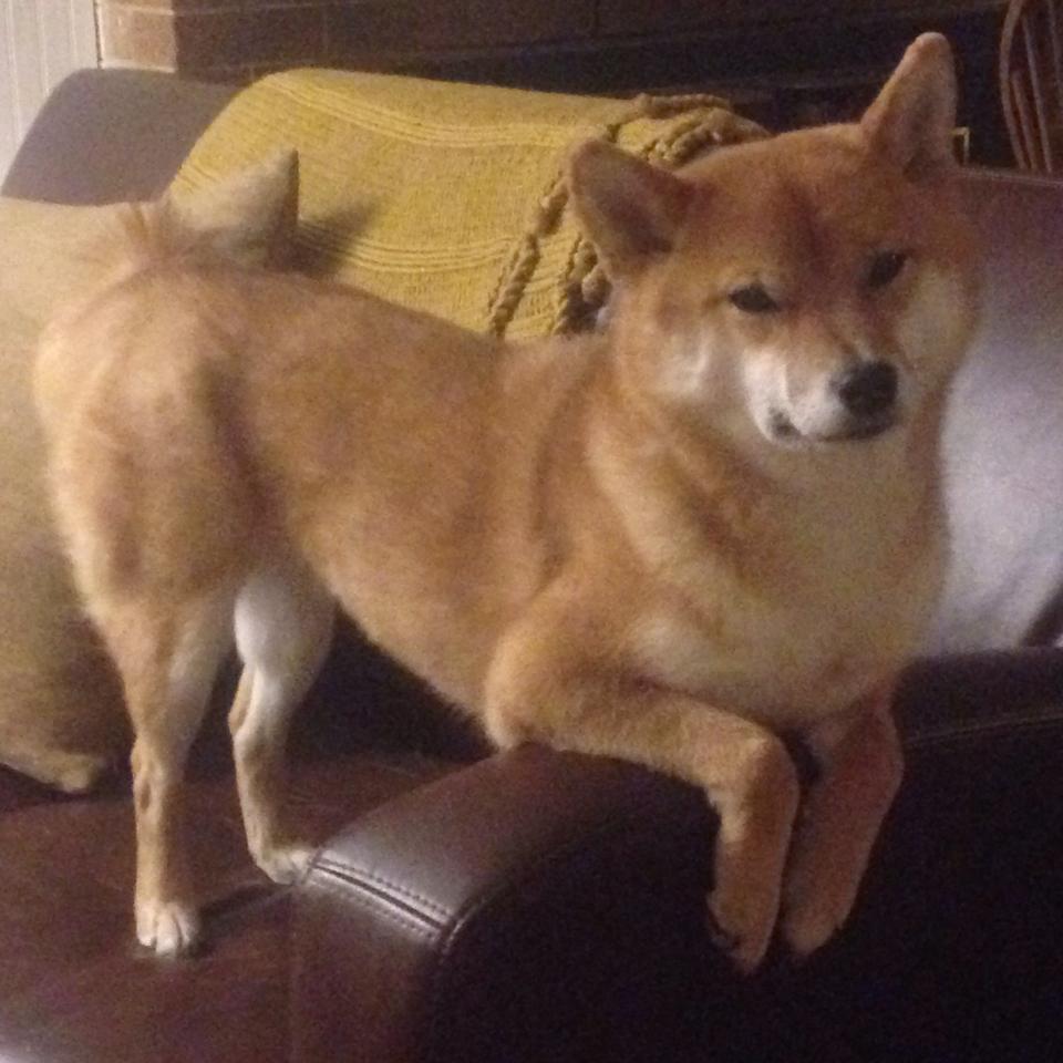 【赛前准备】运动员如何用战术策划应对不同对手?,运动员在赛场上如何快速决策