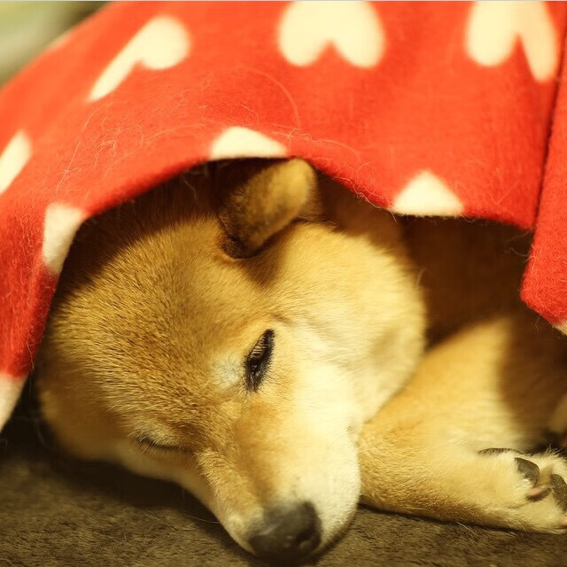 专业体能训练：球队如何提升整体战斗力？，球员体能训练