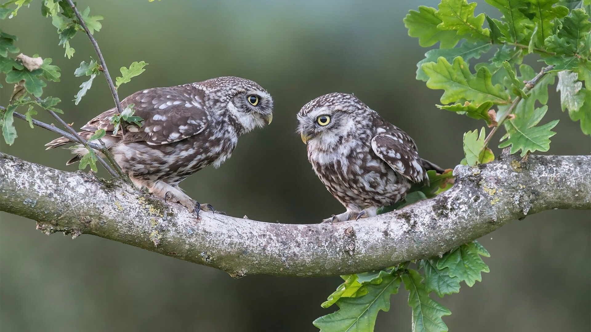 中国篮球明星加盟跨界综艺,展现多面魅力,我国篮球运动员曾先后有哪几位加盟nba