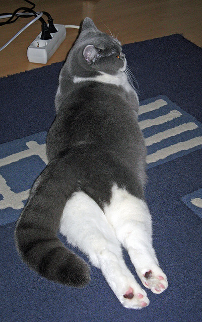 中国篮球明星赵睿个人品牌影响力持续扩大,中国篮球运动员赵睿