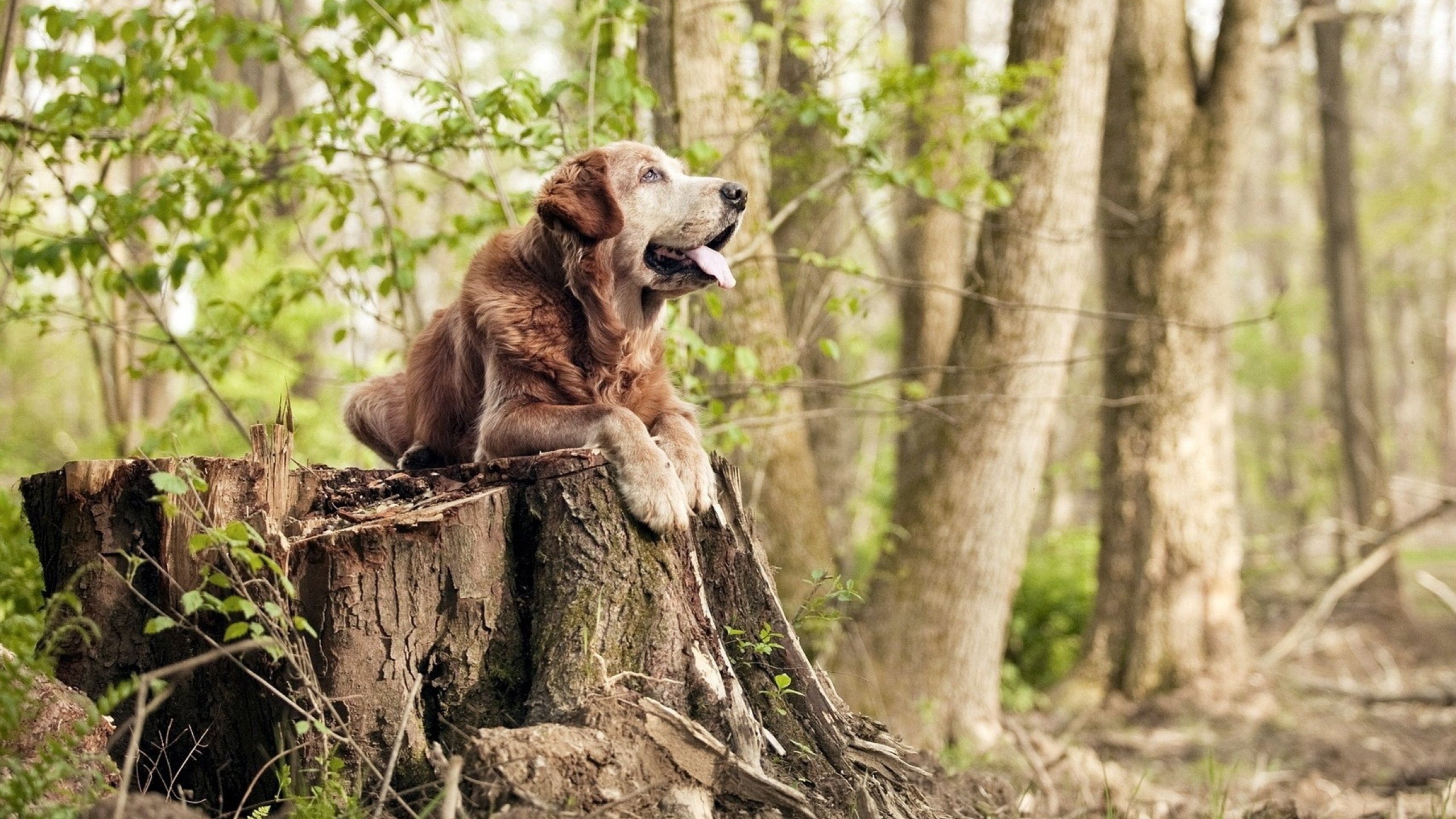 乌拉圭男足在巴黎奥运会比赛中表现出色，赢得奖杯，乌拉圭男足名单