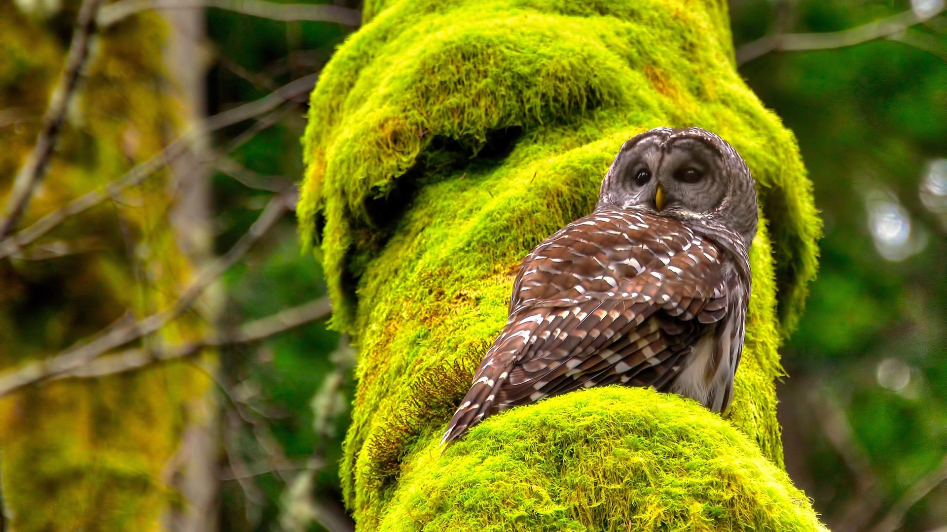 伊朗队替补席席地而坐,原因:雪地太软太舒服,伊朗主场