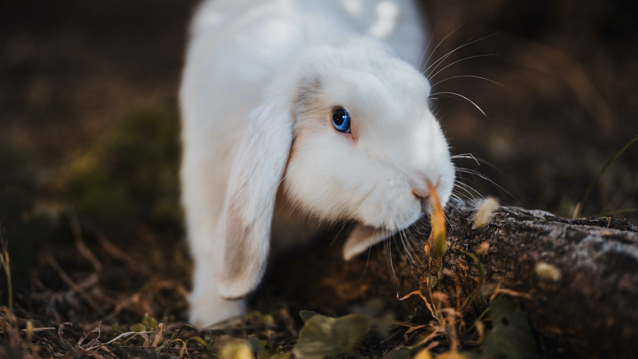 全国青少年足球裁判员培训班火热开班，裁判水平稳步提升，足球裁判员培训一般多少钱