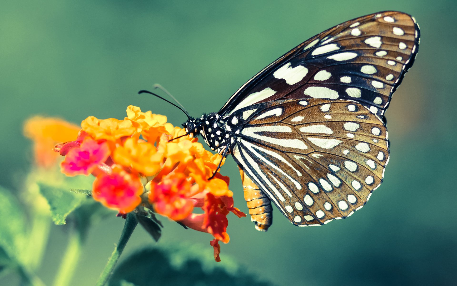 全国青少年足球训练营推行“全员”培训，提升专业化程度，青少年足球训练营招生