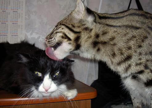 前三名差距缩小：争冠白热化！