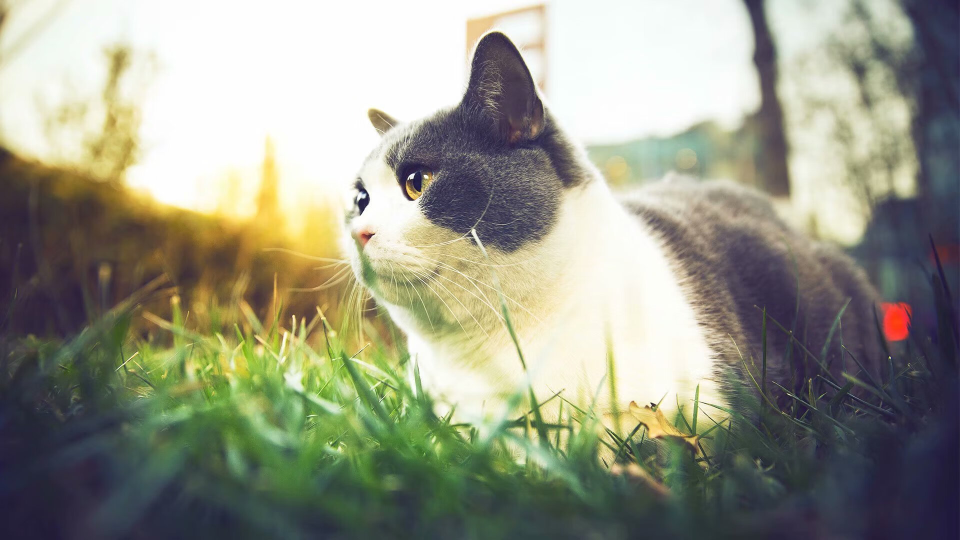 剧烈冲刺：最后一圈的惊心动魄，剧烈冲击英语