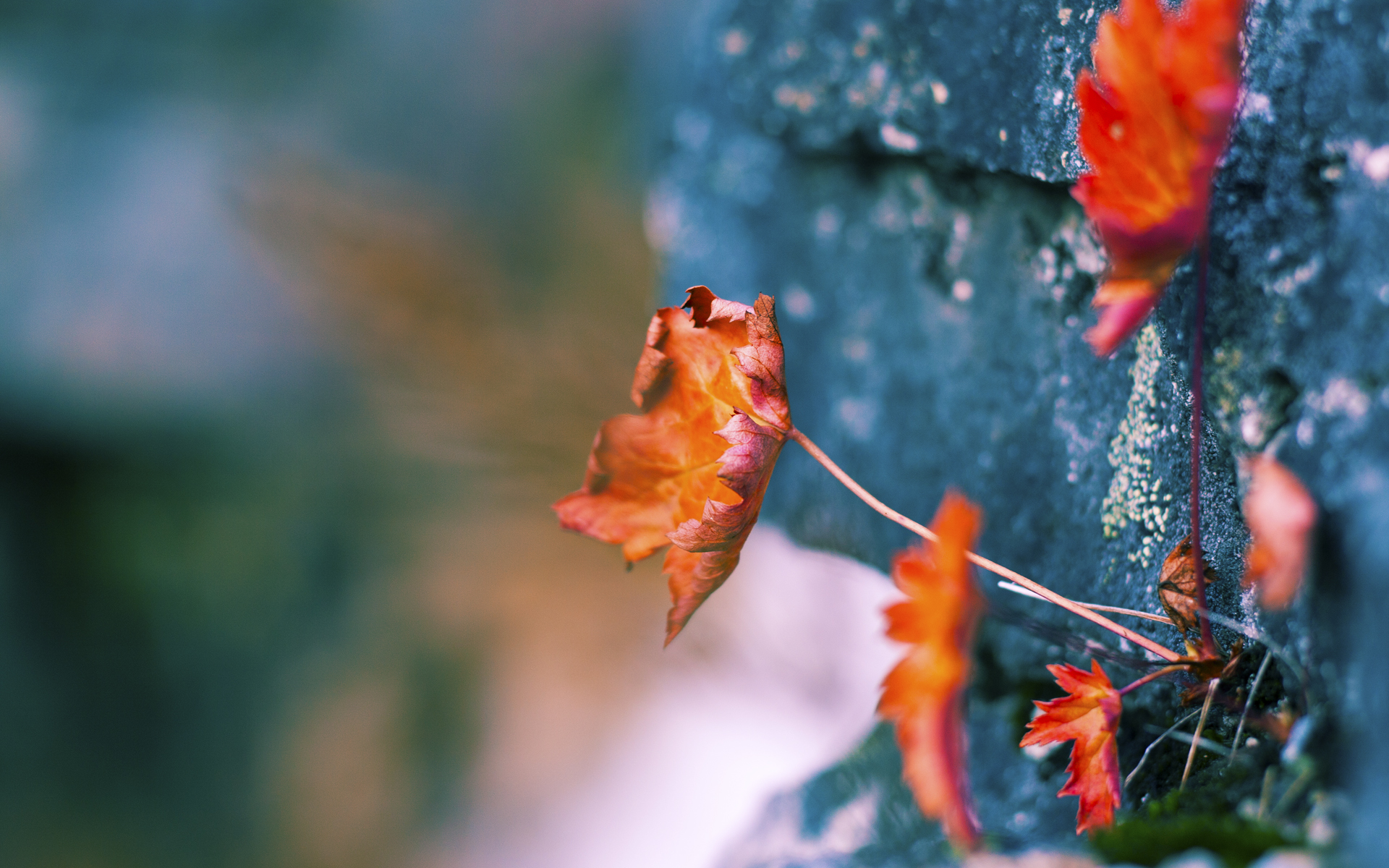 国际户外攀爬比赛，勇攀高峰的勇者之战，户外综合攀爬器材